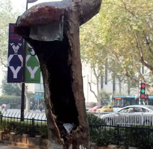 南京上千梧桐樹(shù)腐爛淪為垃圾箱